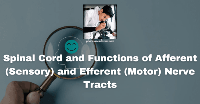 Spinal Cord and Functions of Afferent (Sensory) and Efferent (Motor) Nerve Tracts