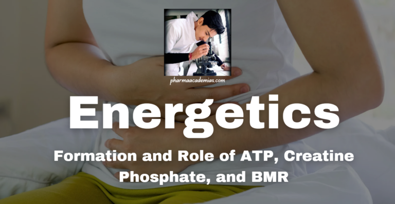 Energetics: Formation and Role of ATP, Creatine Phosphate, and BMR