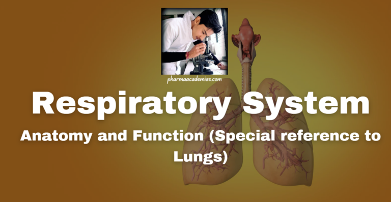 Respiratory System: Anatomy and Function