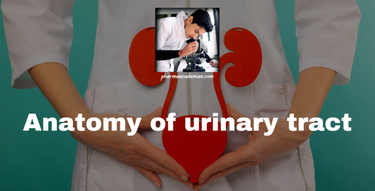 Urinary system: Anatomy of urinary tract