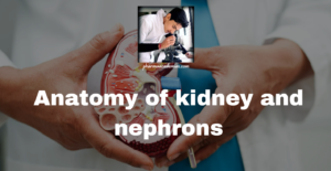 Read more about the article Anatomy of kidney and nephrons