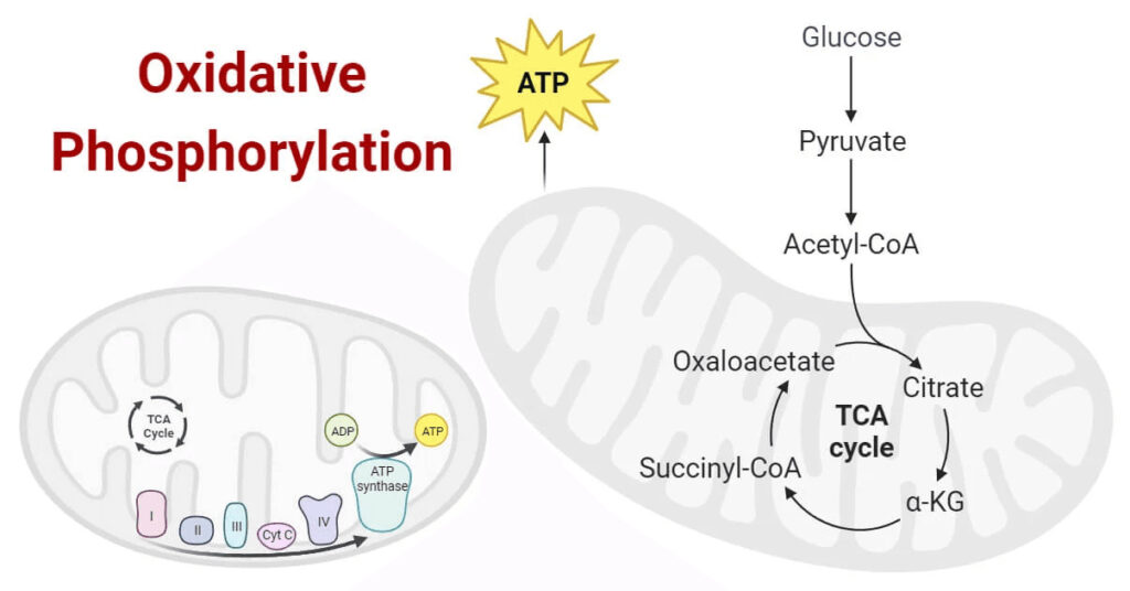 Oxidative Phosphorylation