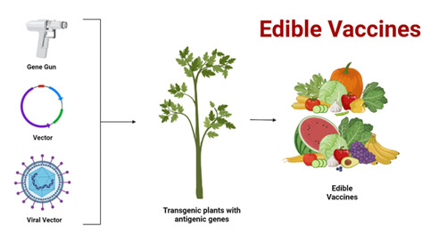 Edible Vaccines