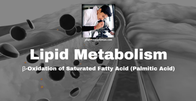 Lipid Metabolism: β-Oxidation of Saturated Fatty Acid (Palmitic Acid)