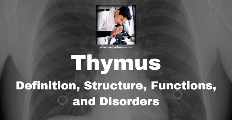 Thymus: Definition, Structure, Functions, and Disorders