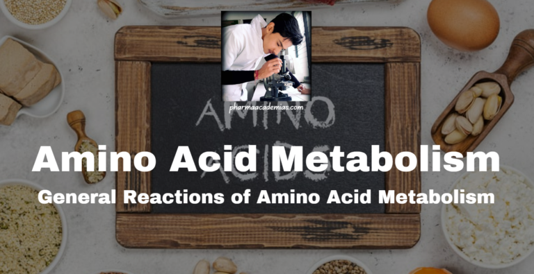 Amino Acid Metabolism