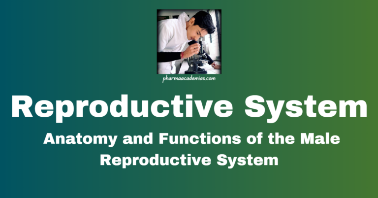 Male Reproductive System: Anatomy and Functions