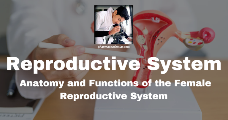 Female Reproductive System: Anatomy and Functions
