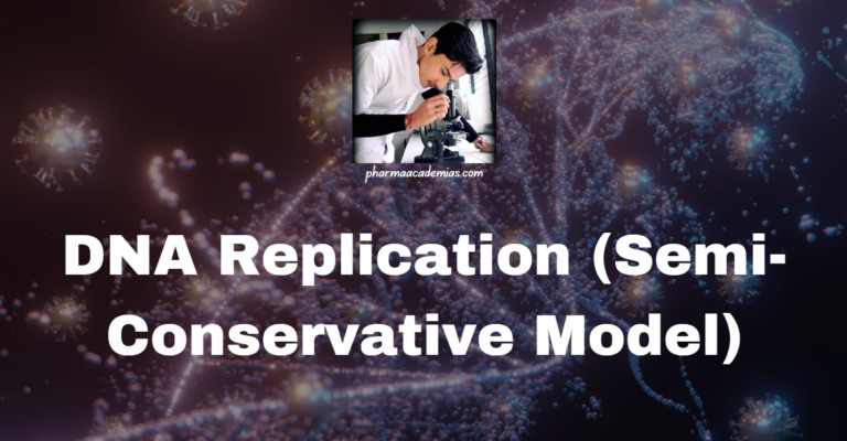 DNA Replication (Semi-Conservative Model)