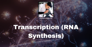 Read more about the article Transcription (RNA Synthesis)