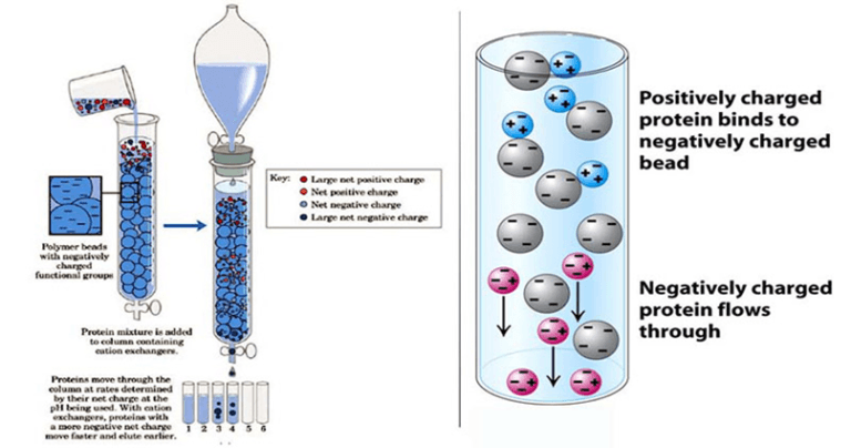 Ion Exchange Chromatography (IEC)