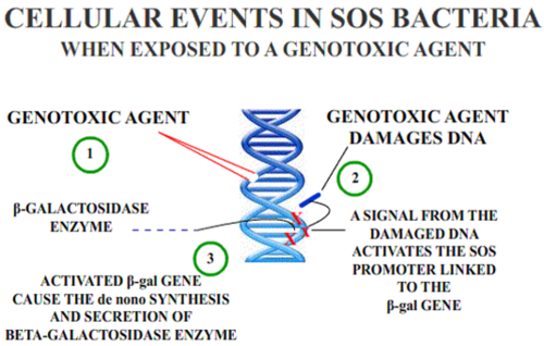 Genetically determined toxicity
