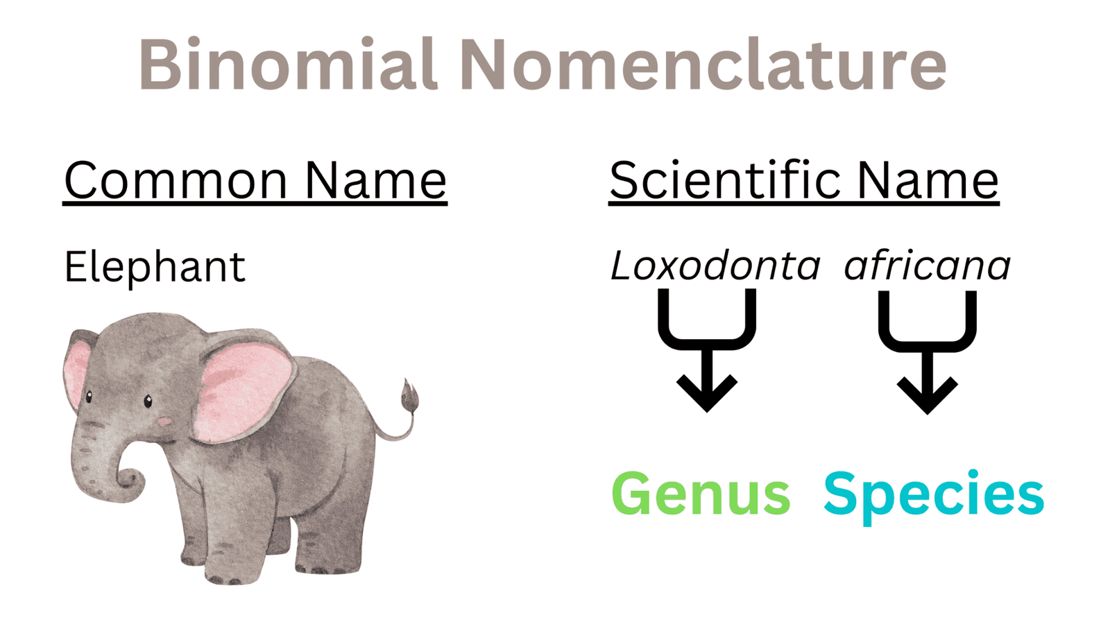 Binomial Nomenclature