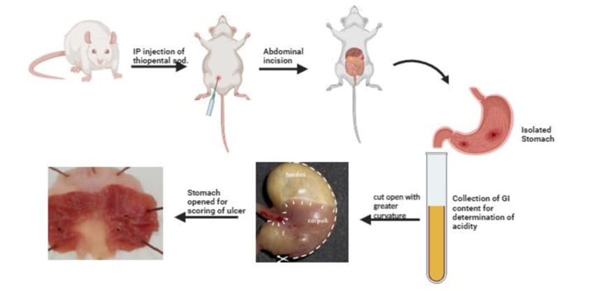 Study of anti-ulcer activity