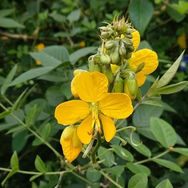 Senna