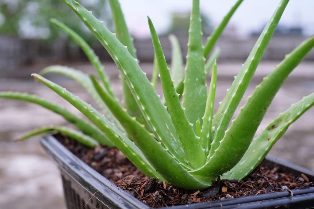 aloes