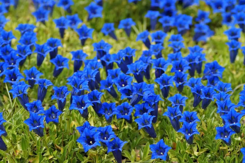 Gentian