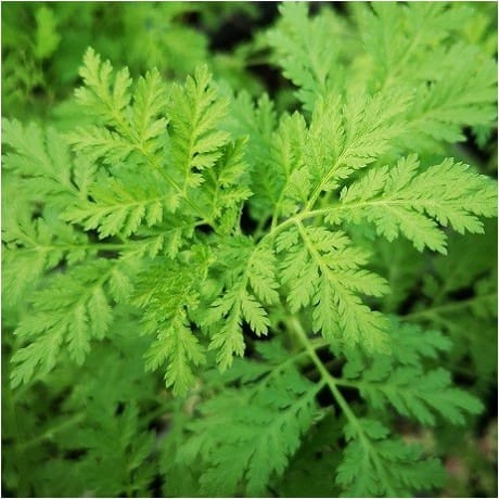 Artemisia