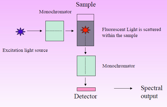 Fluorescence Spectrophotometer