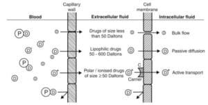 Drug Distribution and Tissue Permeability