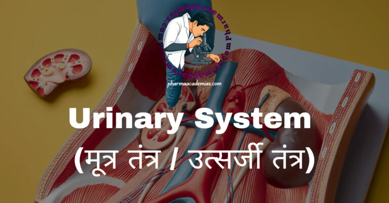 Urinary System (मूत्र तंत्र / उत्सर्जी तंत्र)