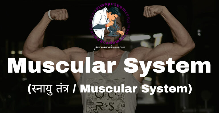 Muscular System (स्नायु तंत्र / Muscular System)