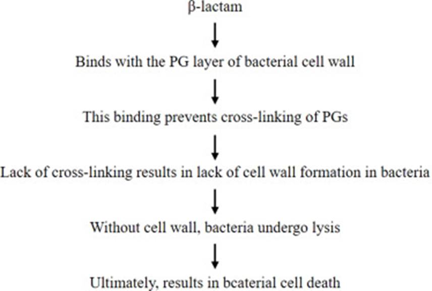 image 1 β-Lactam antibiotics