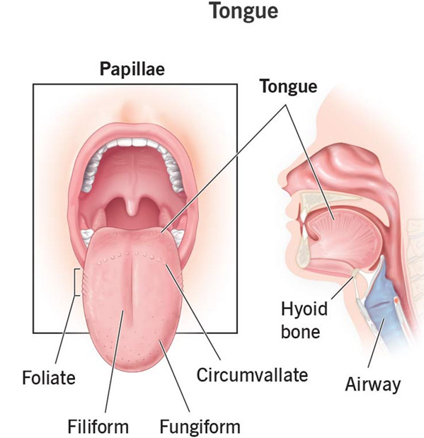 image 10 1 Tongue (जीभ)