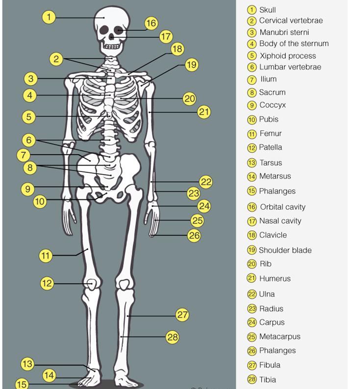 Skeletal System