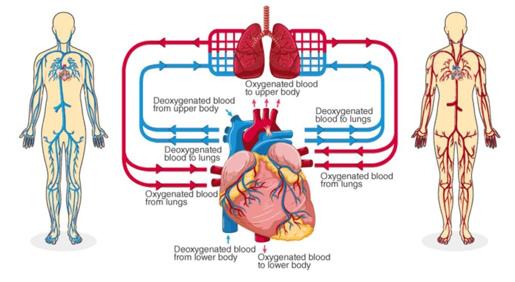 Circulatory System