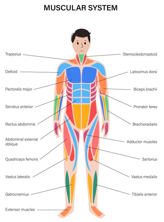Muscular System