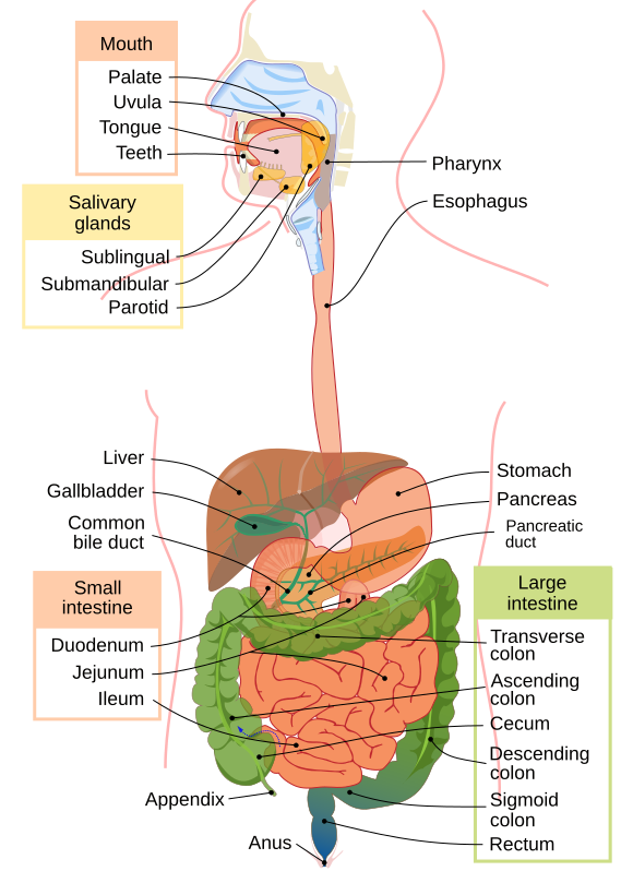 Digestive System (पाचन तंत्र)