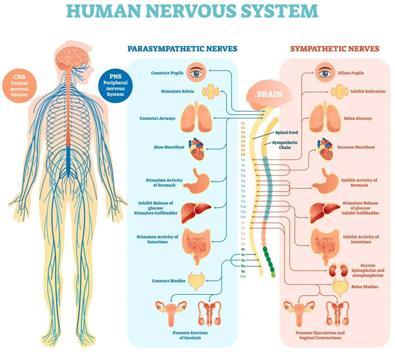 Nervous System