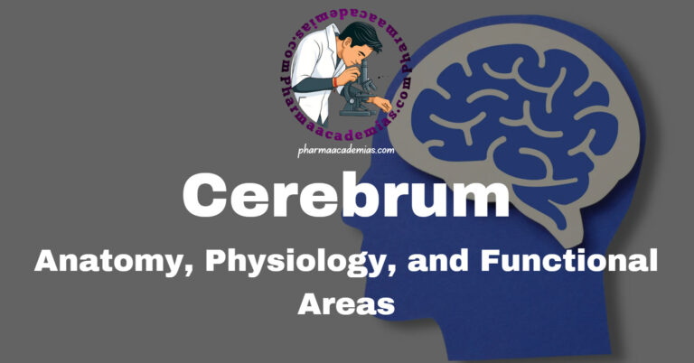 Cerebrum: Anatomy, Physiology, and Functional Areas