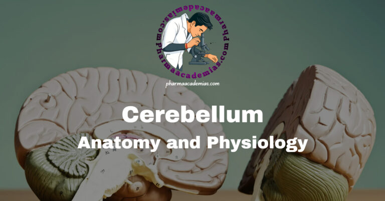 Cerebellum: Anatomy and Physiology