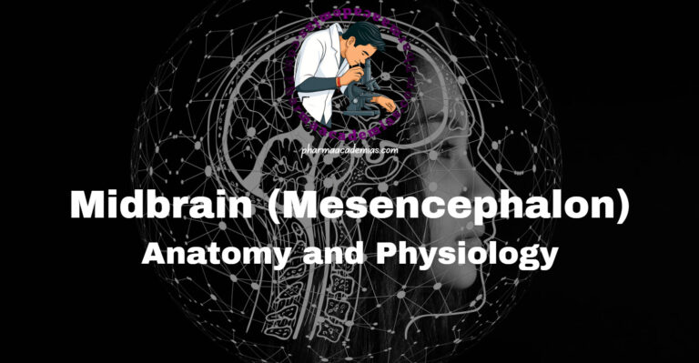 Midbrain (Mesencephalon): Anatomy and Physiology