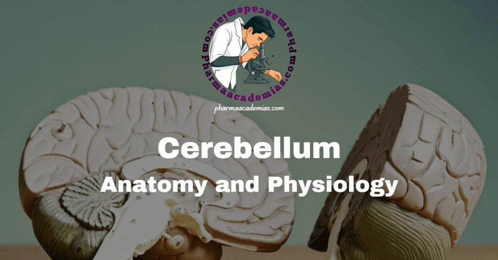 image 14 Cerebellum: Anatomy and Physiology