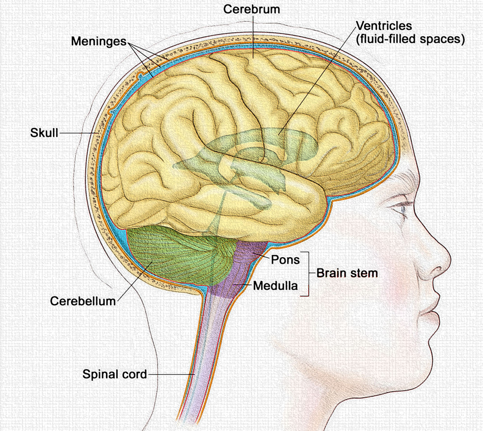 image 3 2 Cerebrum: Anatomy, Physiology, and Functional Areas