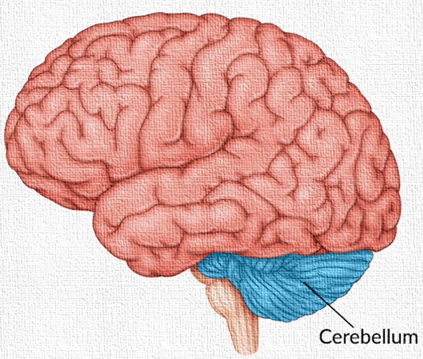 image 3 3 Cerebellum: Anatomy and Physiology