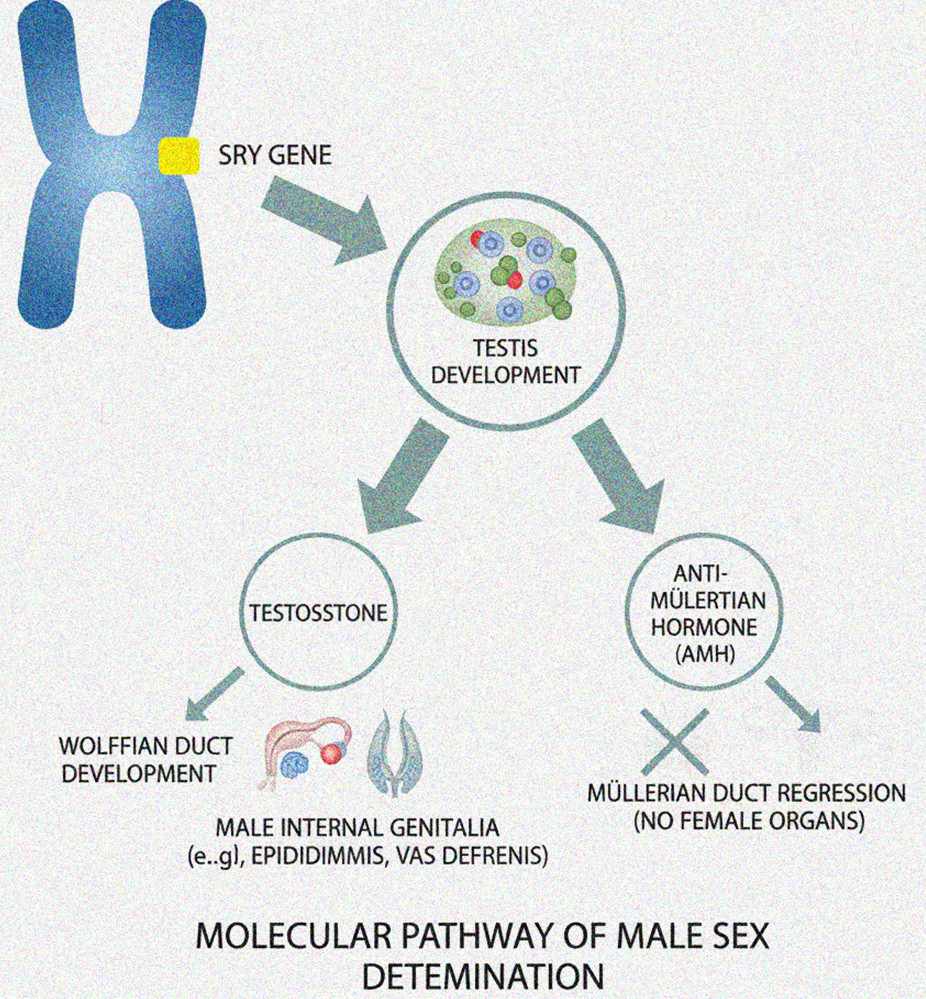 image 4 2 Sex Determination (Genetic Basis)