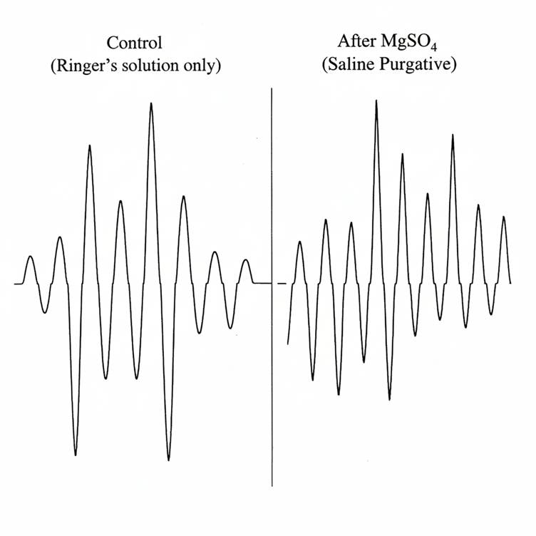 image Effect of Saline Purgative on Frog Intestine