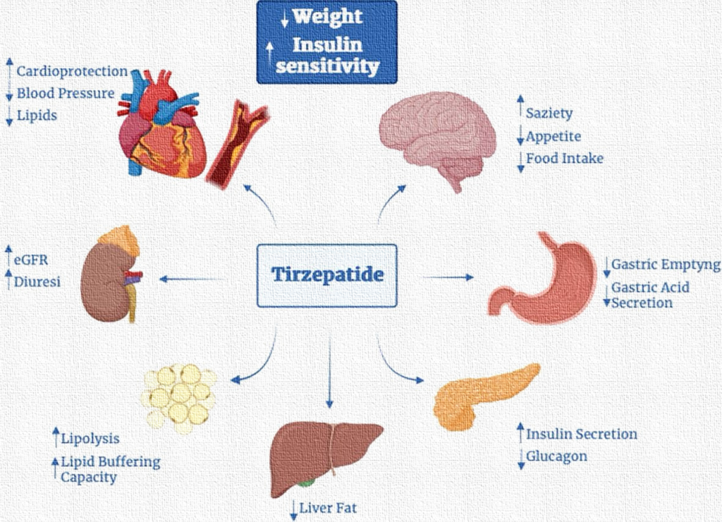 image 3 Mounjaro (Tirzepatide): Diabetes, Obesity