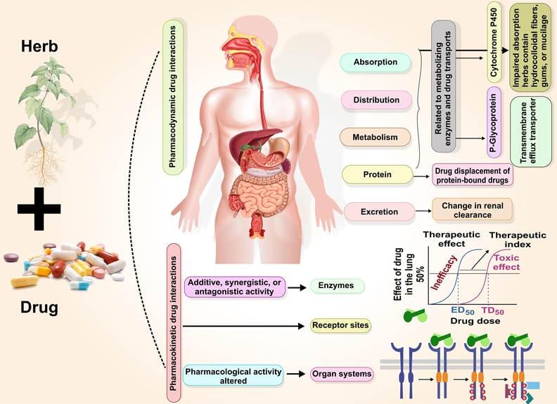 Herbal Drug Interactions