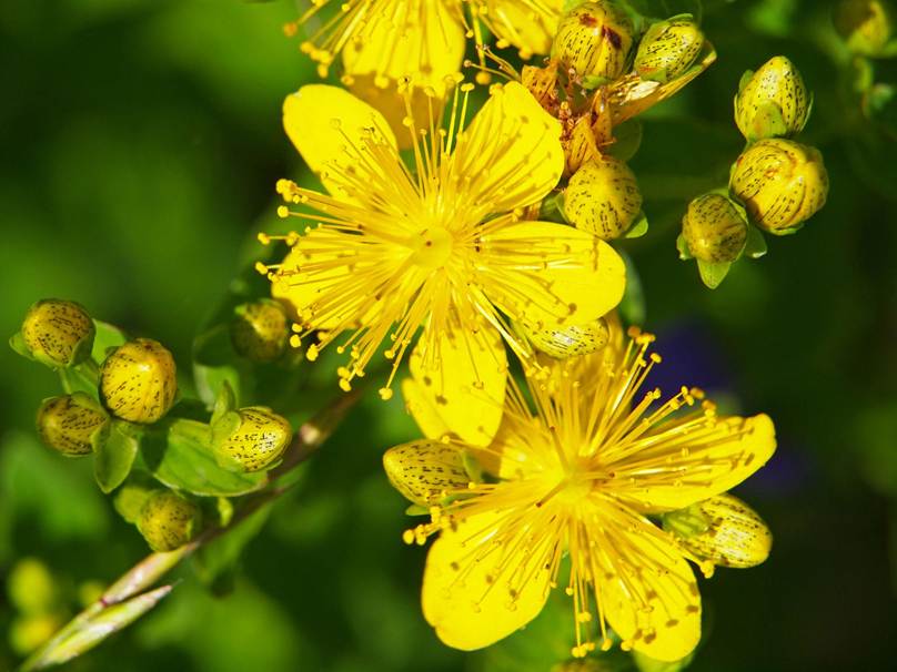 Hypericum