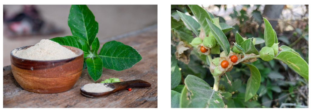 Ashwagandha as Health Food