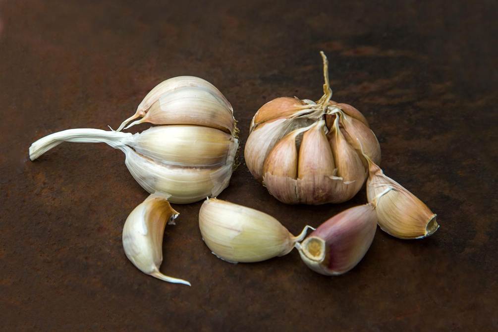 Garlic as Herbal Drug