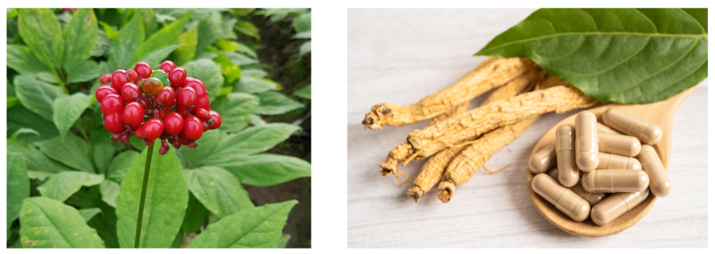 Herbal Drug Ginseng