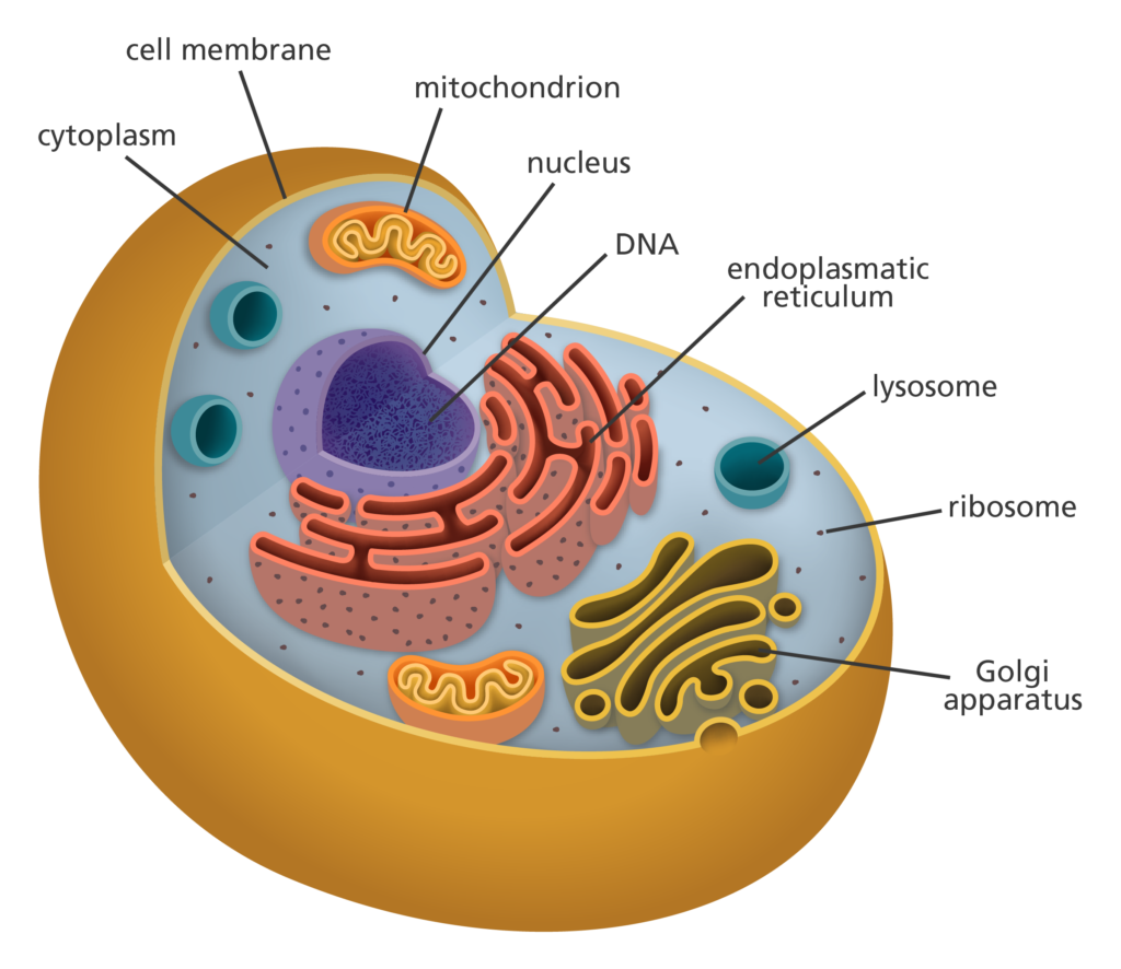 Cellular and Tissue Level of Organization