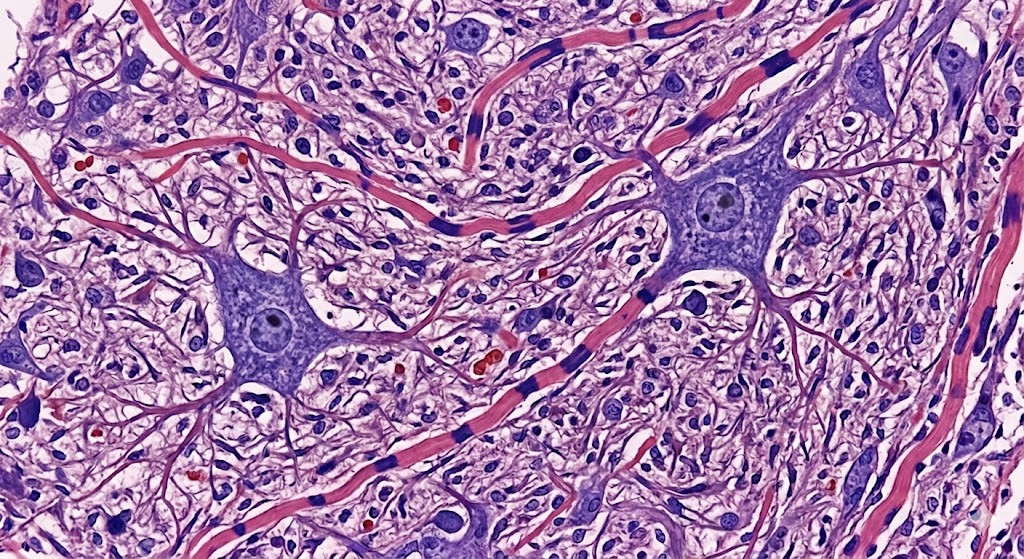 Nervous tissue