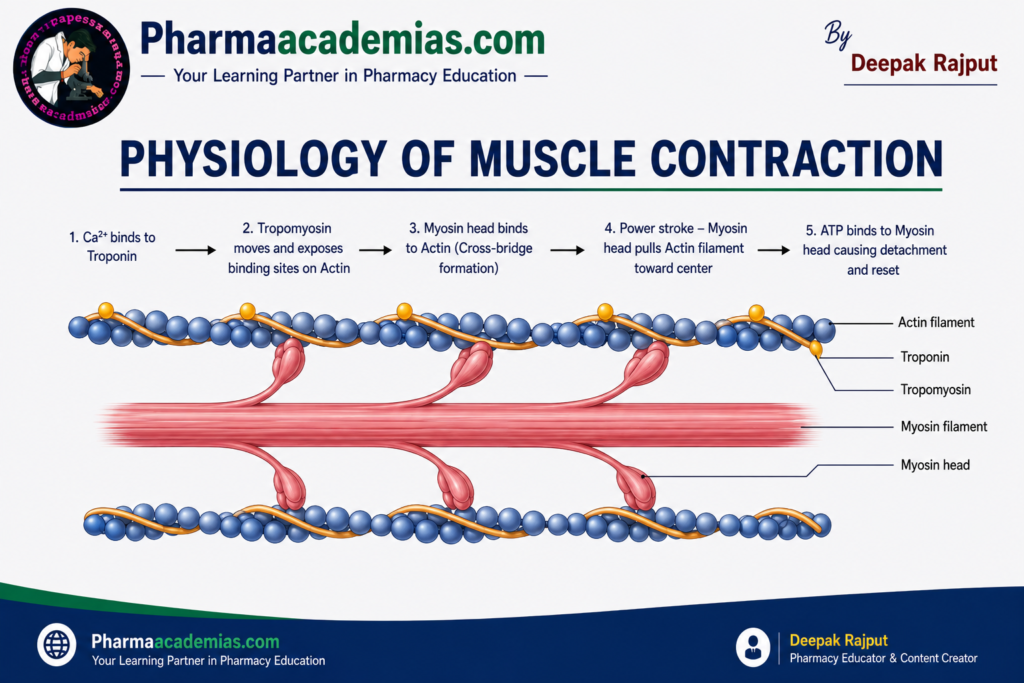 Physiology of Muscle Contraction